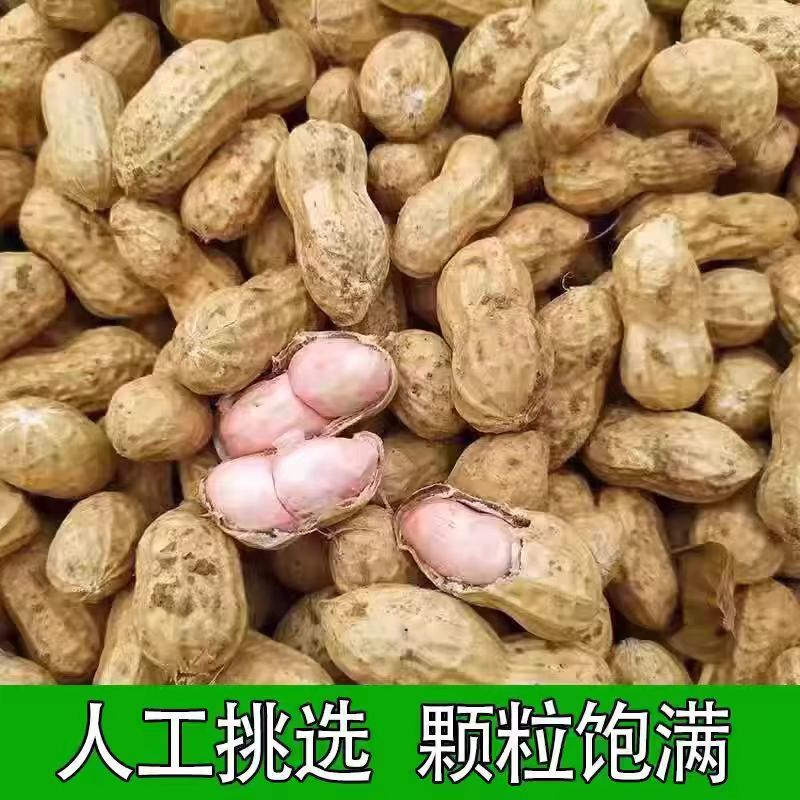 湿花生/白沙花生/鲜花生/宿迁花生/自家种植/整车发货