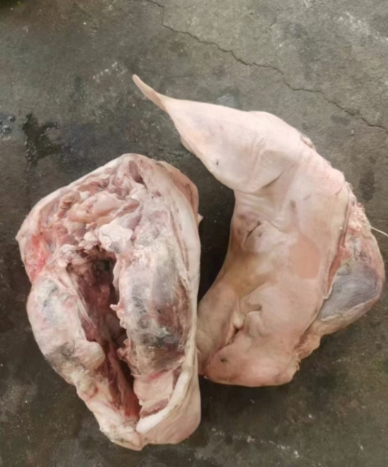 猪头
