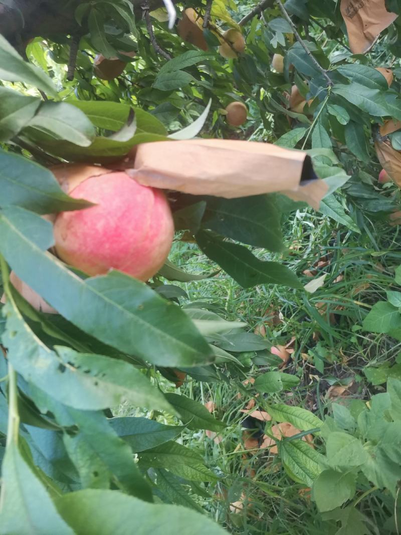 离核个大颜色好，巨好吃！价格合理有想法的老板电话联系