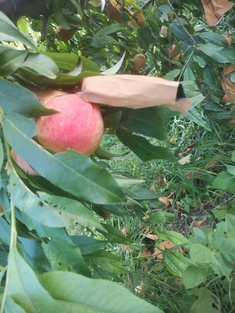 离核个大颜色好，巨好吃！价格合理有想法的老板电话联系