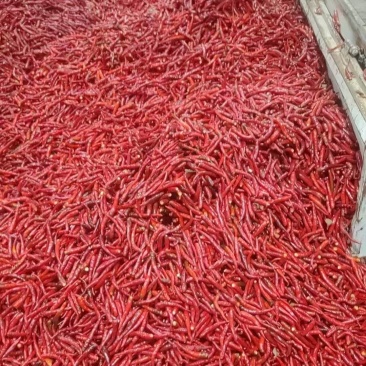 河南精品无把高辣小米椒！精品小米椒！全国代发