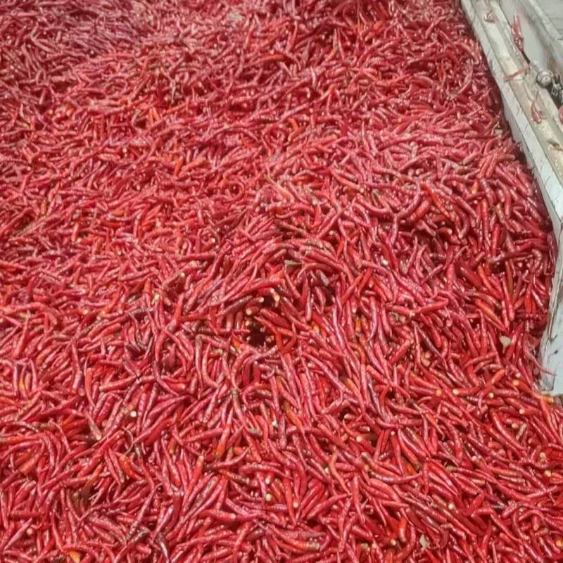 河南精品无把高辣小米椒！精品小米椒！全国代发