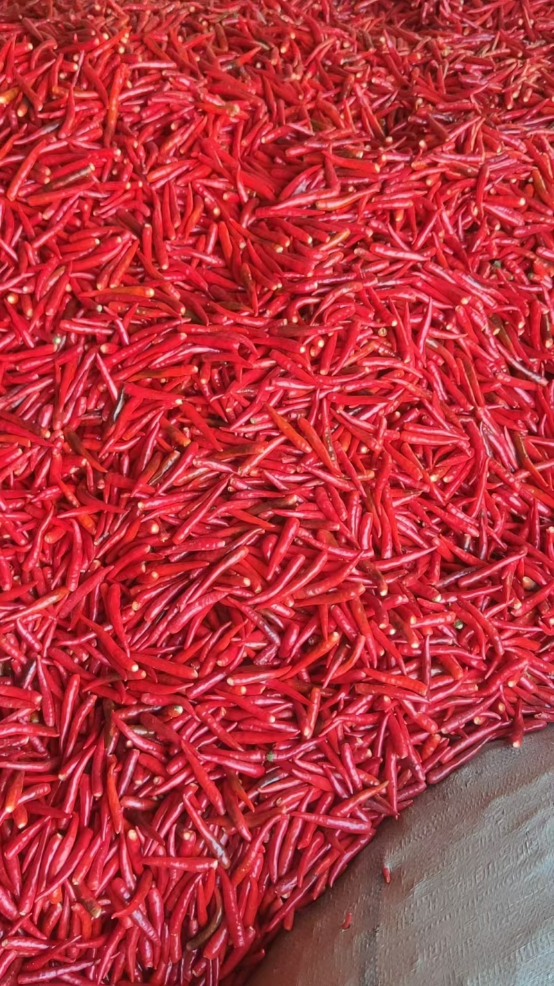 河南精品无把高辣小米椒！精品小米椒！全国代发