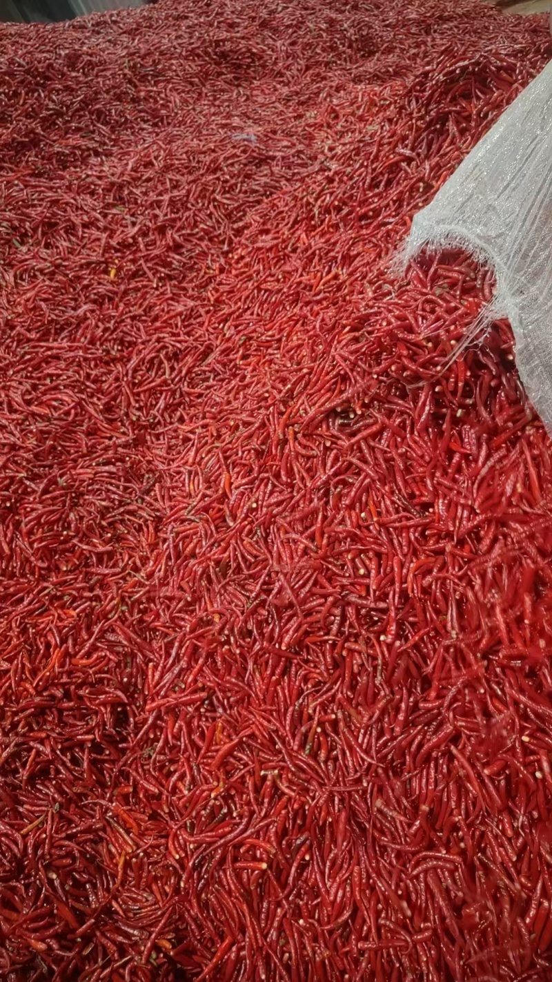 河南精品无把高辣小米椒！精品小米椒！全国代发