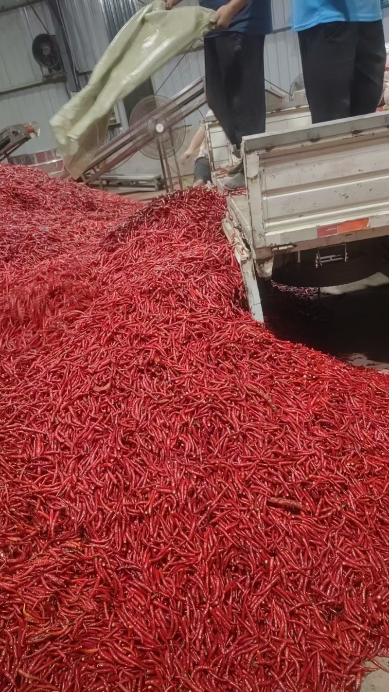 河南精品无把高辣小米椒！精品小米椒！全国代发