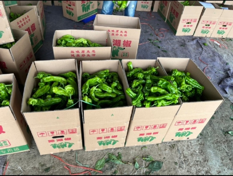鲜辣椒【薄皮椒】皱皮辣椒/苏辣/自家种植/接电商市场