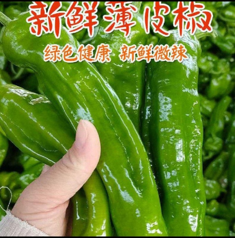 鲜辣椒【薄皮椒】皱皮辣椒/苏辣/自家种植/接电商市场