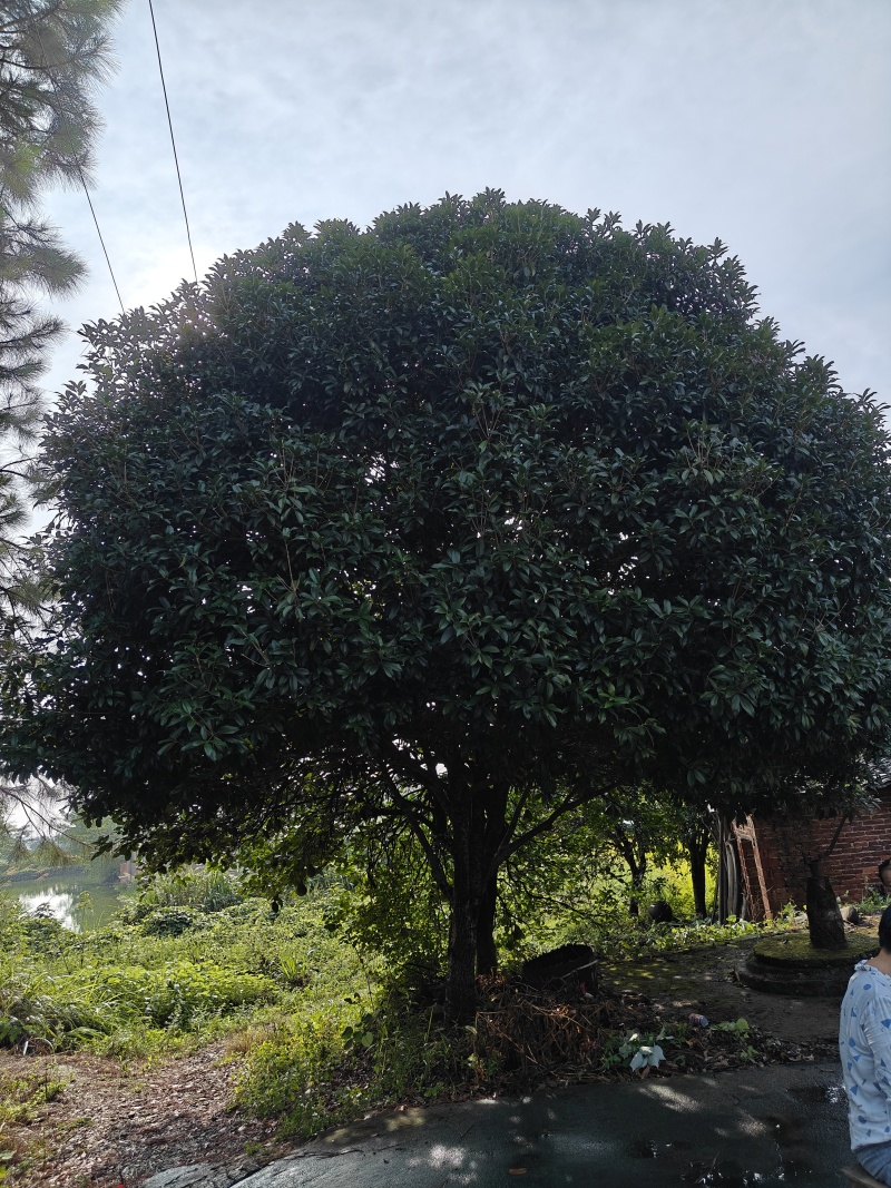 20年桂花树