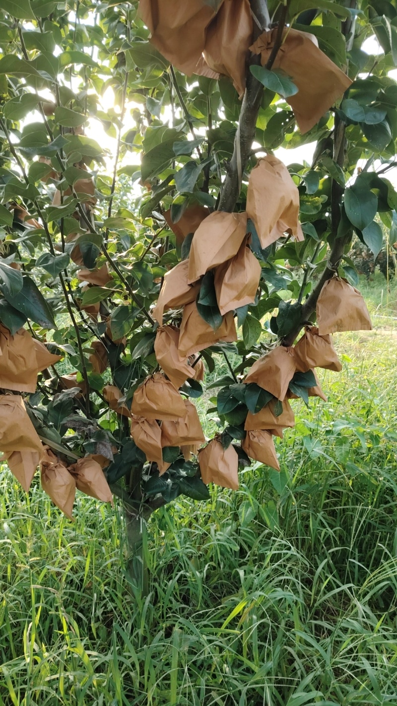 山东秋月梨近期大量上市欢迎有实力的老板收购产地一手货大量