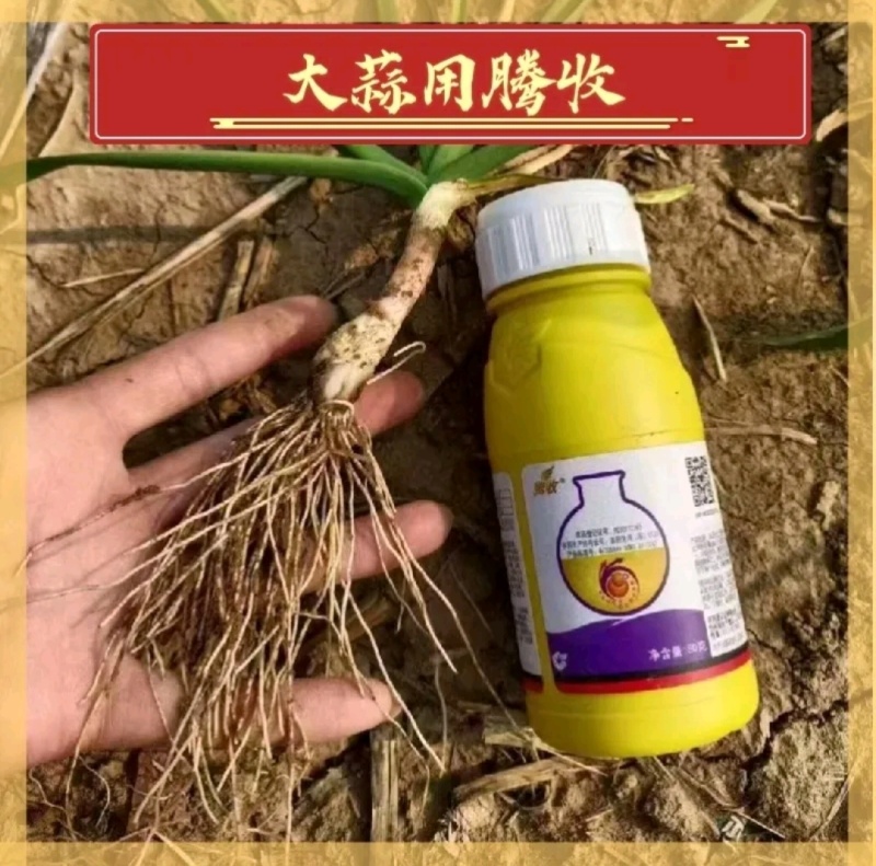 拌种剂中化腾收腾收种衣剂45%烯肟·苯·噻虫
