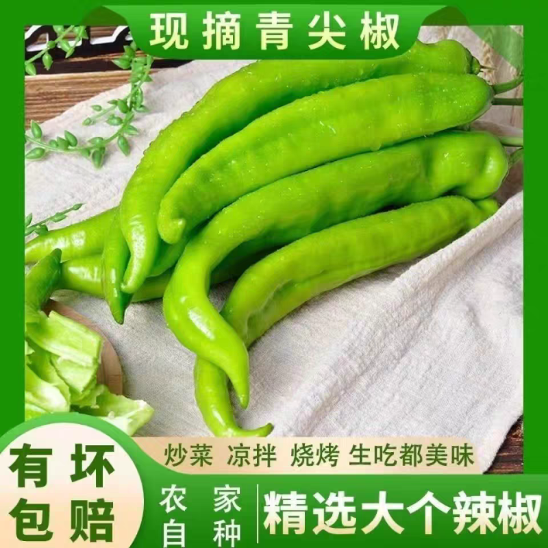 鲜辣椒【尖椒】皱皮辣椒/苏辣/自家种植/接电商市场