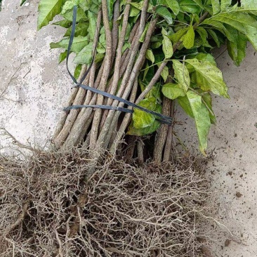 黄皮果苗黄皮果树苗黄皮果大小苗黄皮苗包邮