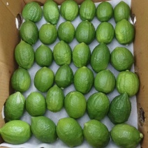 广东柠檬香水柠檬货源充足自家种植量大从优全国发货商超