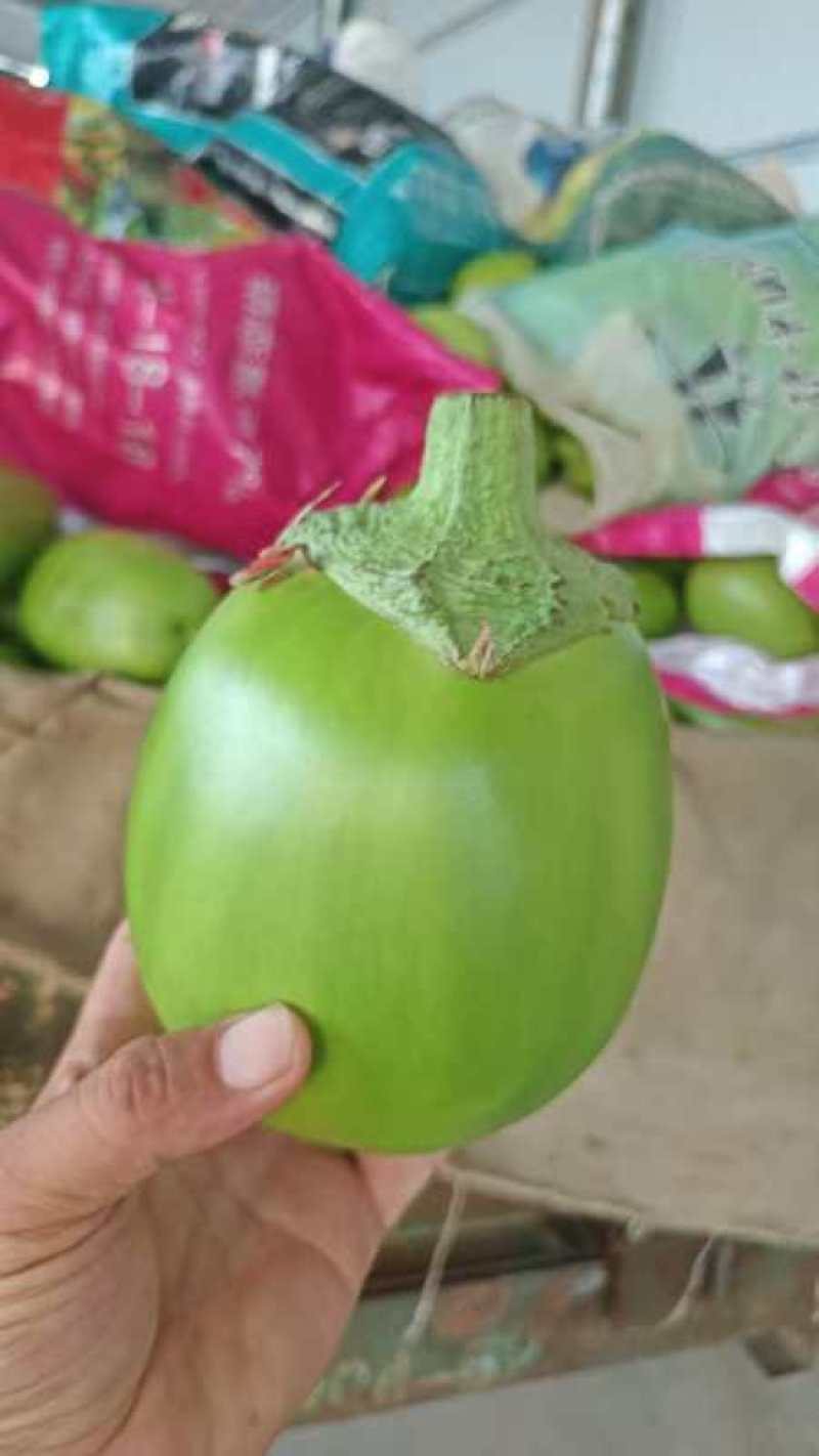 精品精品青茄