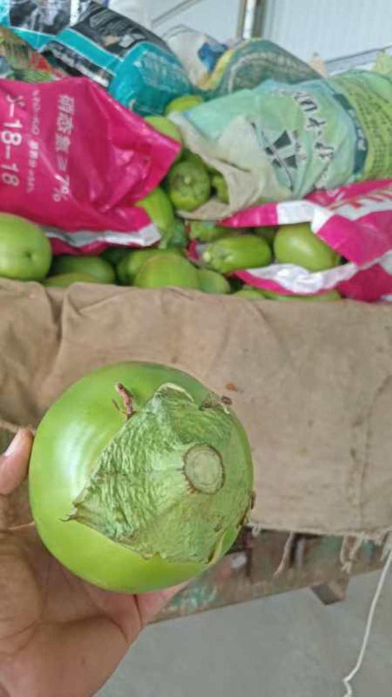 精品精品青茄