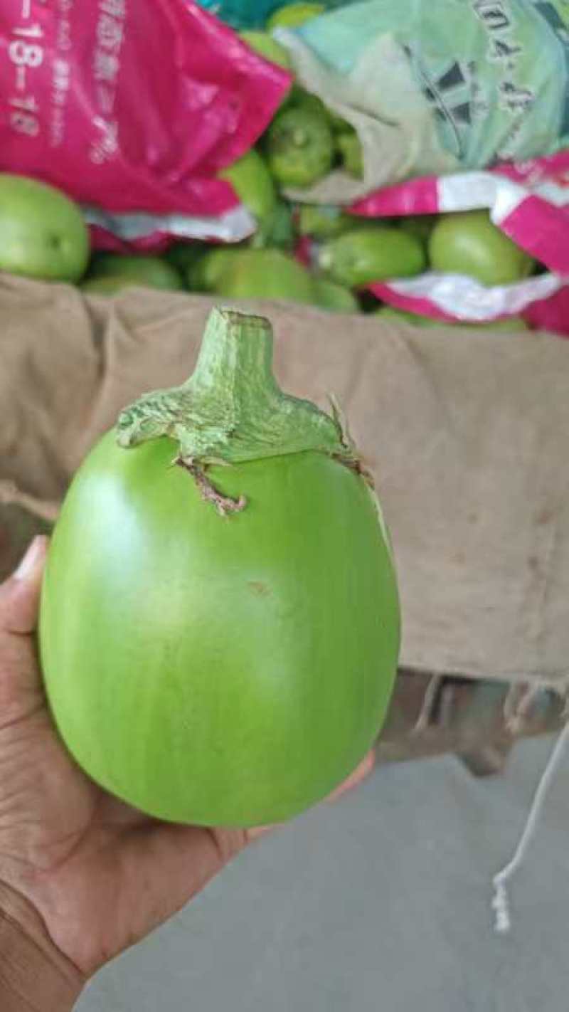 精品精品青茄