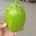 精品精品青茄