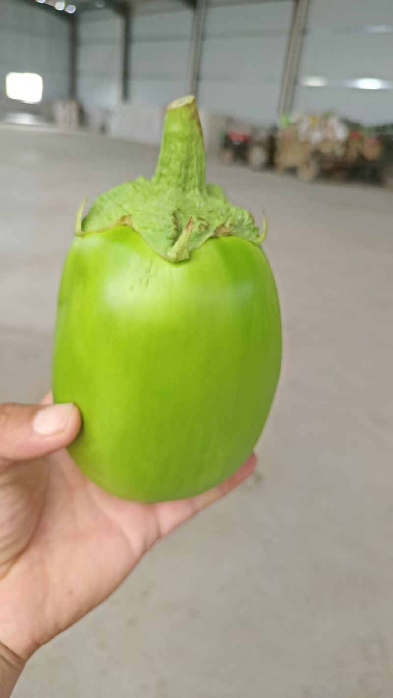 精品精品青茄