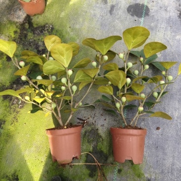 90菩提