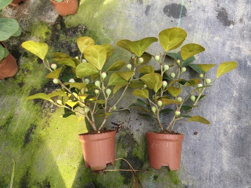 90菩提