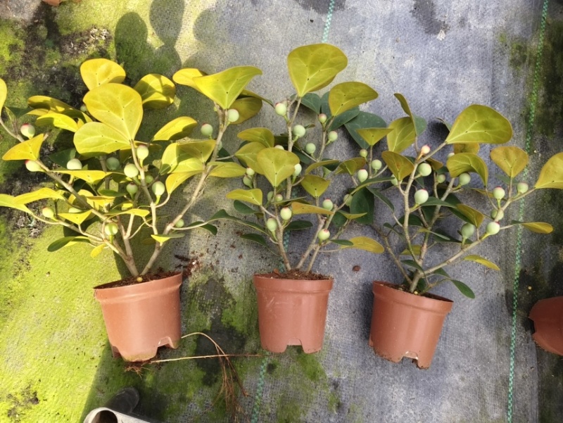 90菩提