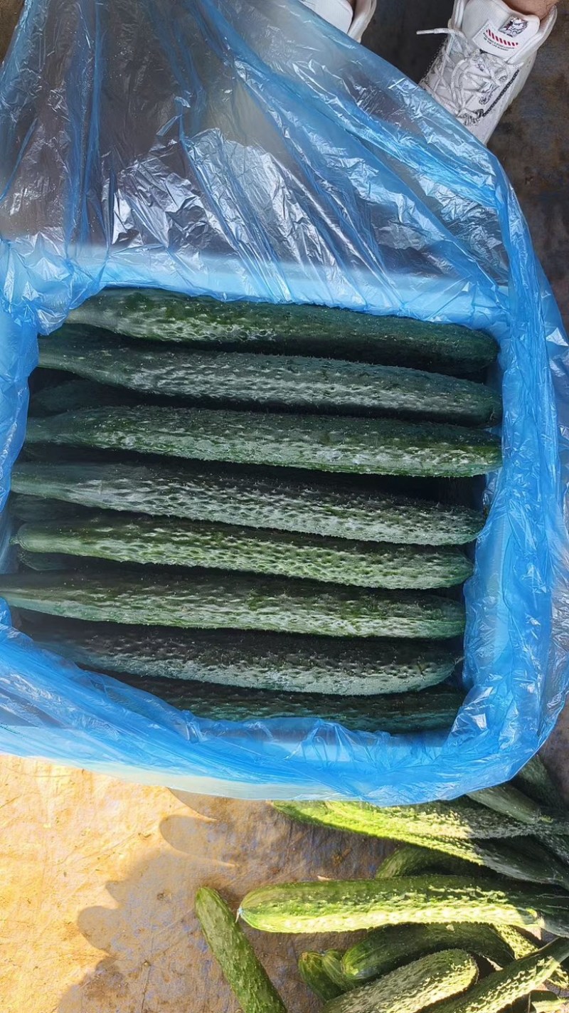 贵州安顺精品青瓜