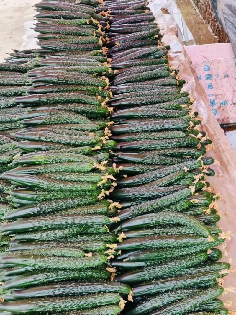 贵州安顺精品青瓜