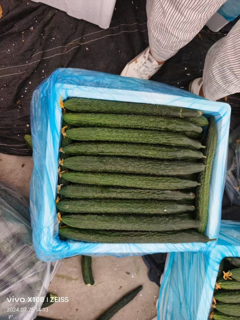 贵州安顺精品青瓜