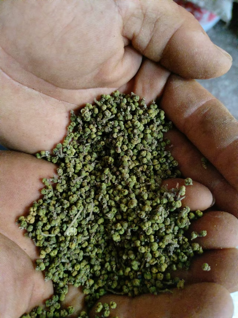 吴茱萸中花大花小花吴茱萸量大批发代磨