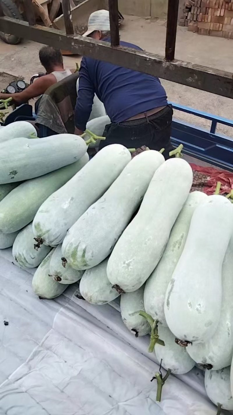 白皮长条冬瓜大量有货了，产地直供可视频看货，有需要的老板