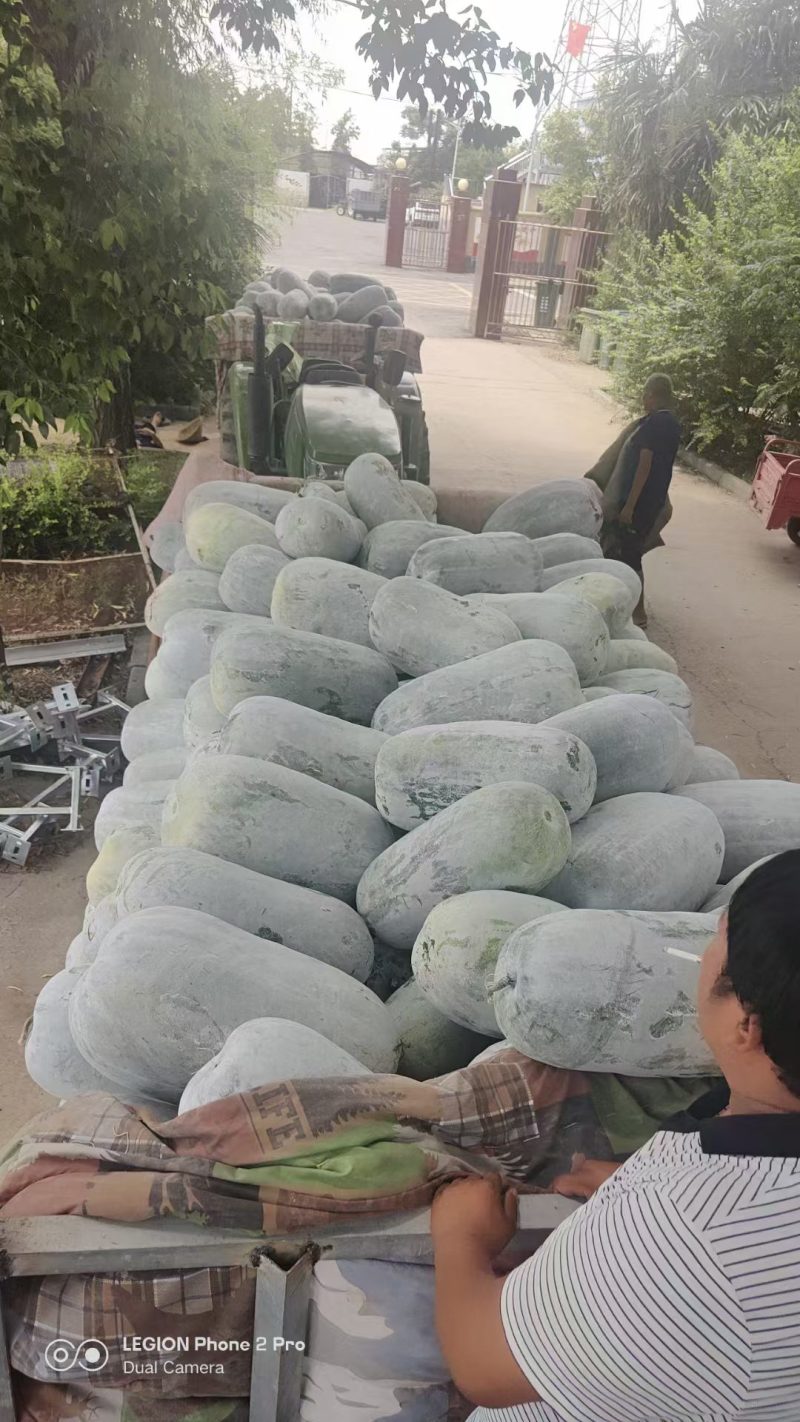 白皮长条冬瓜大量有货了，产地直供可视频看货，有需要的老板