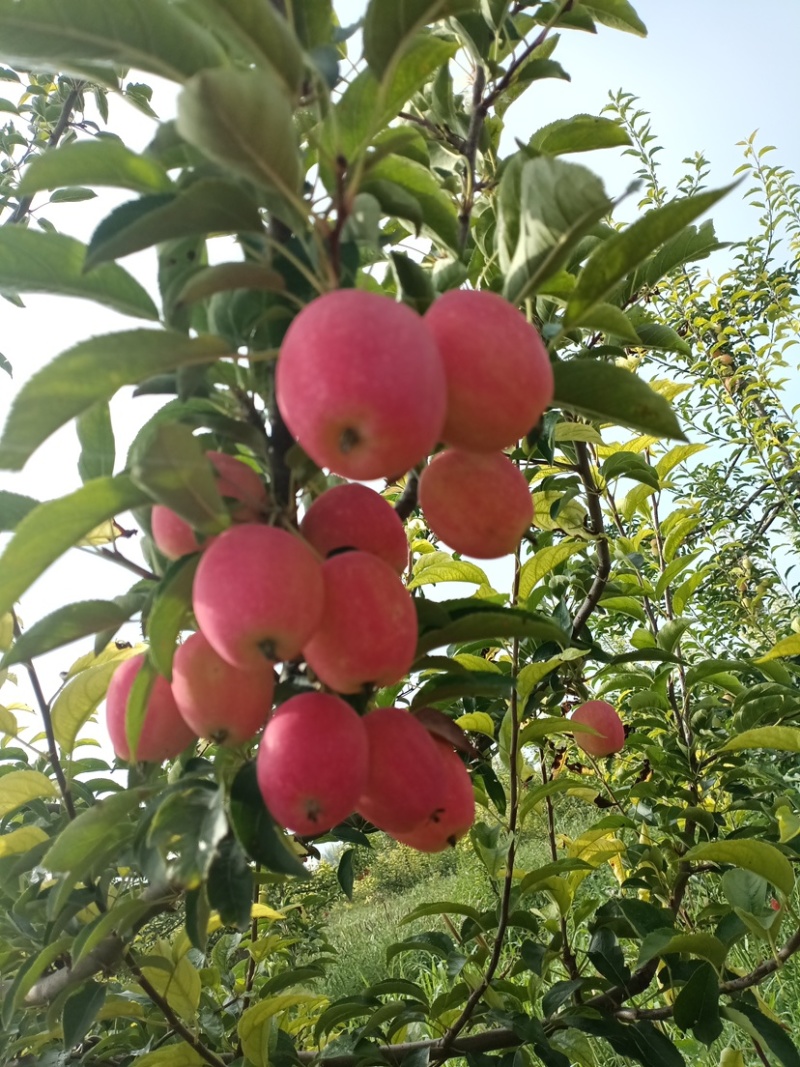 鸡心果，锦绣海棠，塞外红，8月25日上市