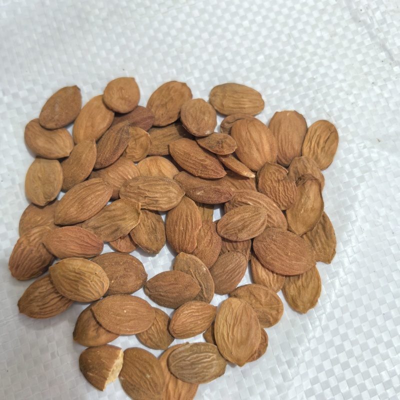 批发供应优质中药材桃仁家桃仁山桃仁桃仁桃仁有