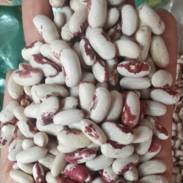 喜鹊豆批发长粒花芸豆五谷杂粮云豆