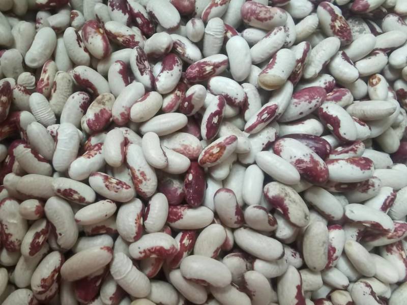 喜鹊豆批发长粒花芸豆五谷杂粮云豆