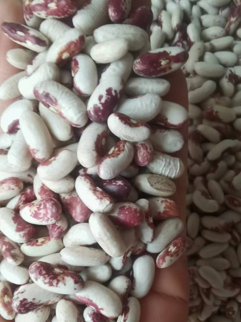 喜鹊豆批发长粒花芸豆五谷杂粮云豆