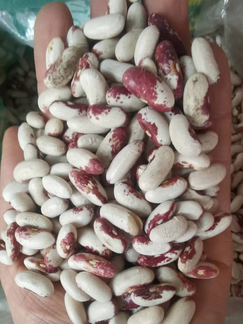 喜鹊豆批发长粒花芸豆五谷杂粮云豆