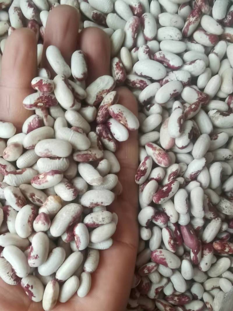 喜鹊豆批发长粒花芸豆五谷杂粮云豆