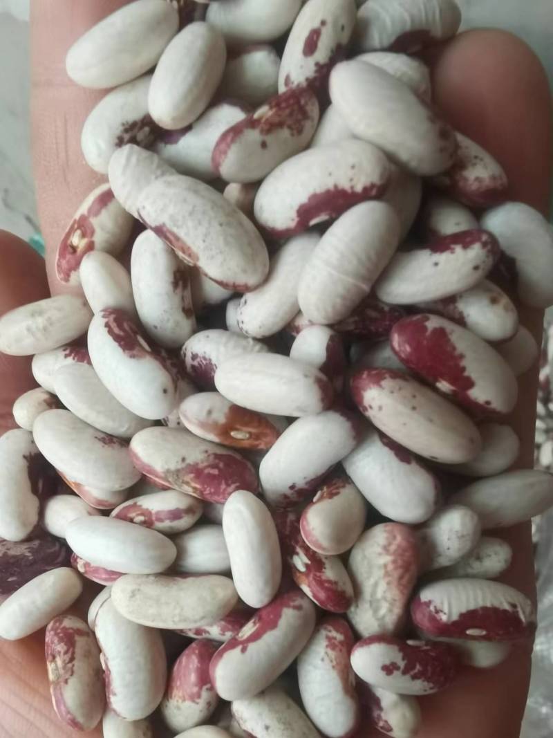 喜鹊豆批发长粒花芸豆五谷杂粮云豆