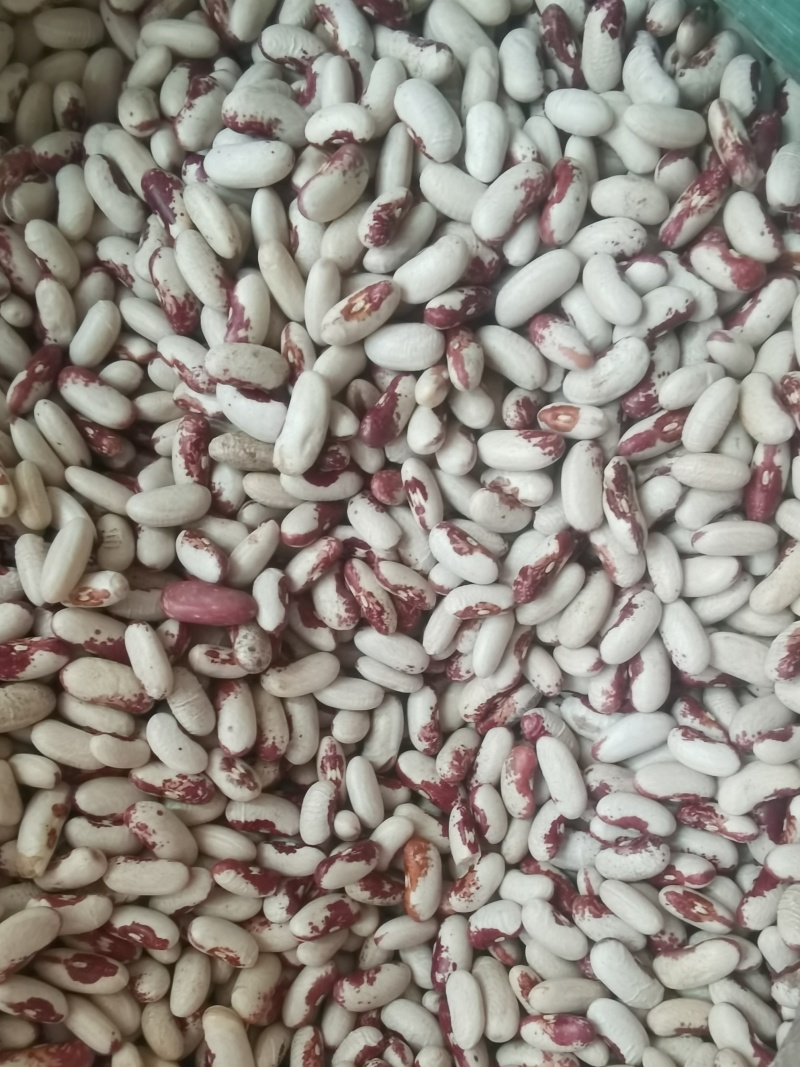 喜鹊豆批发长粒花芸豆五谷杂粮云豆