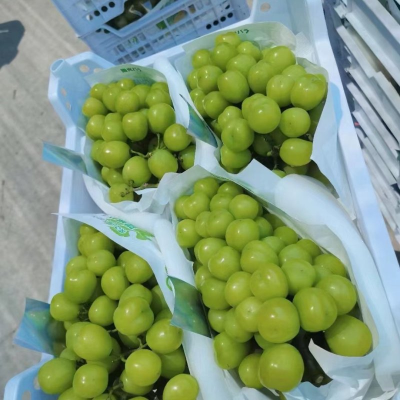 【推荐】阳光玫瑰葡萄一手货源供应市场商超电商量大价优
