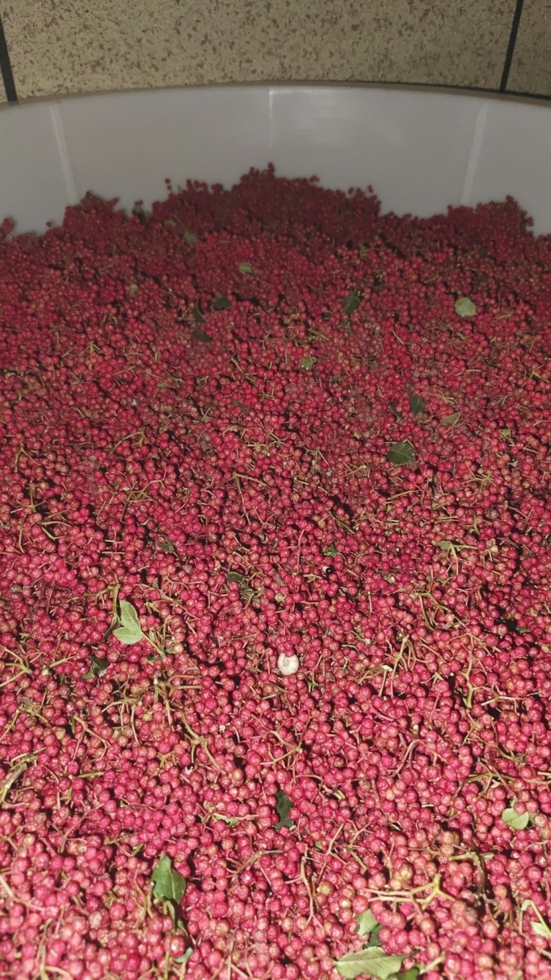 新鲜花椒，产自陇南，香辣可口，**特惠！