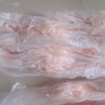 乳羊羔白条