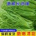 【推荐】江苏豆角/青条豆角/长条豆角/自家种植/欢迎采购