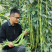 【推荐】江苏豆角/青条豆角/长条豆角/自家种植/欢迎采购