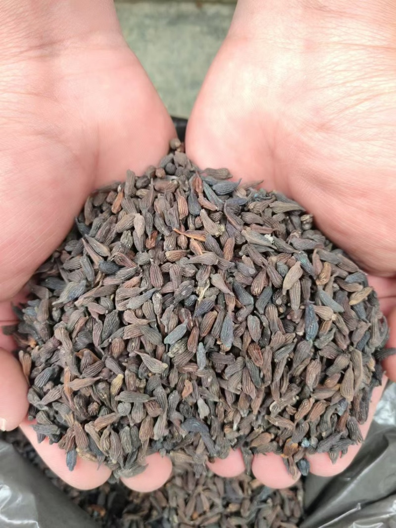 百部种子，白花种子，种子饱满，发芽好，开裂采摘