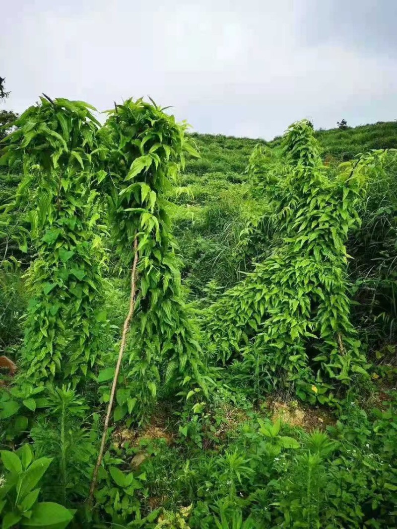 百部种子，白花种子，种子饱满，发芽好，开裂采摘
