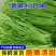 【推荐】江苏豆角/青条豆角/长条豆角/自家种植/欢迎采购