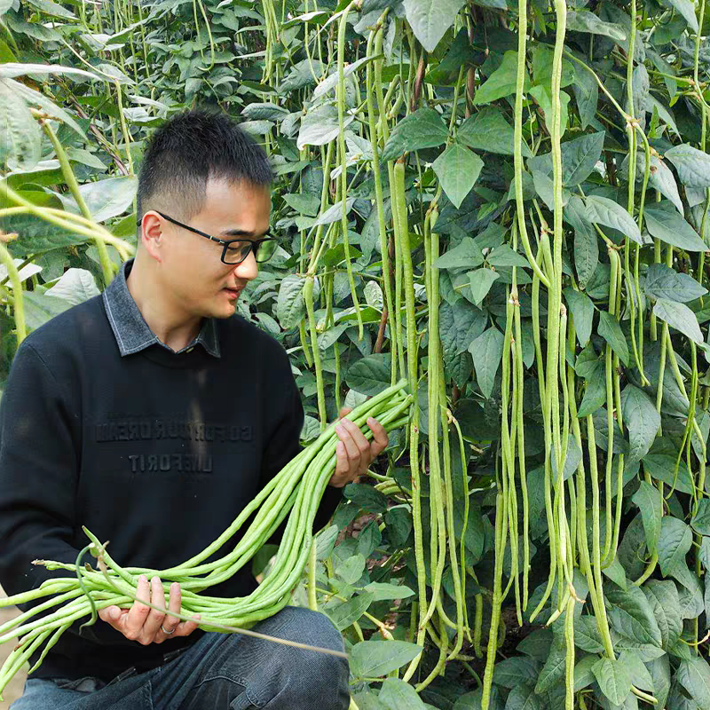 【推荐】江苏豆角/青条豆角/长条豆角/自家种植/欢迎采购