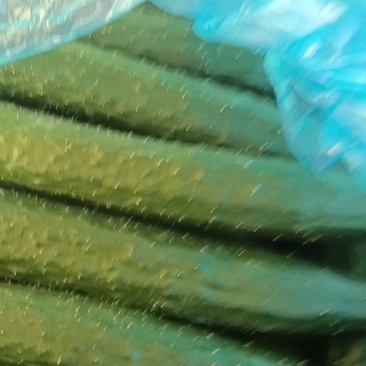 精品，密刺黄瓜陆续上市中，一级，二级，